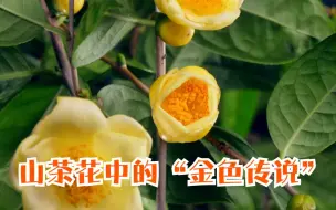 山茶花中的“金色传说”