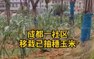 成都一社区