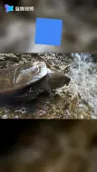 这样的乌龟你见过吗？