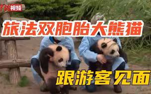 双胞胎大熊猫你见过吗？享受双倍治愈！
