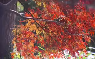 枫叶、银杏正当时！深秋的上海太美了