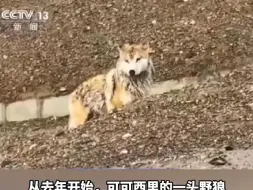 可可西里网红狼被游客喂成胖球