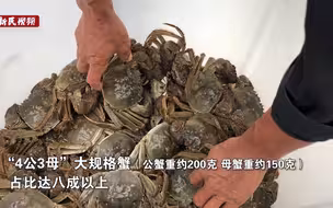 黄浦江大闸蟹开捕了