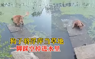 狗狗将浮萍当草地踩空掉水里，主人：又好气又好笑