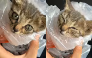 消防员救下流浪小奶猫 给新“事业编”唠叨布置工作 喵星人反应亮了