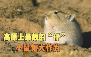 高原上最靓的“仔”—小鼠兔大作为