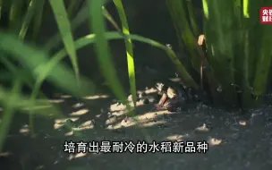 “种”知识丨给水稻泼冷水练就御寒术？揭秘水稻育种专家的冷酷实验！