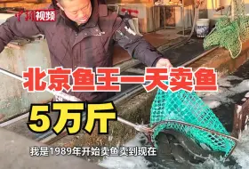 北京“鱼王”的年关：昼夜不停日销五万斤