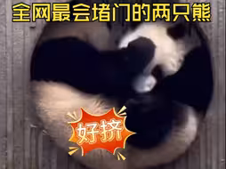 “双熊拱月”也太可爱了吧
