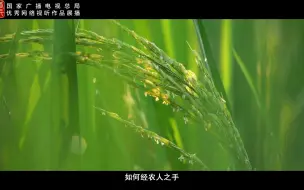 再生稻