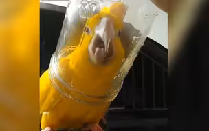 这些鹦鹉也太魔性了叭!