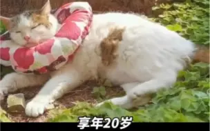“谢谢大家的照顾，猫猫我啊要先走了……”