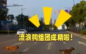 组团成精！流浪狗穿马路 接下来一幕网友都点赞