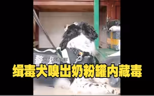 缉毒犬嗅出奶粉罐内藏毒7.2公斤