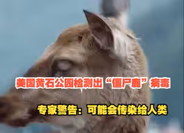 美国黄石公园检测出“僵尸鹿”病毒，动物感染后神情茫然、行动跌跌撞撞，专家警告：可能会传染给人类