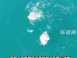 这还是你以为的龟速吗？海龟游泳速度可达29公里/小时，在海里你追我赶