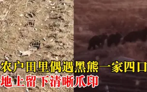 农户田里偶遇黑熊一家四口，乡政府：年年都有，林业部门驱赶了