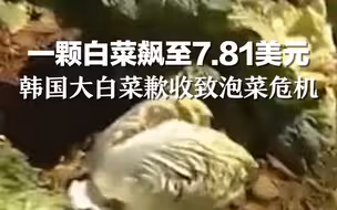 一颗白菜飙至7.81美元，韩国大白菜歉收致泡菜危机