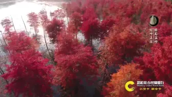 美得太撩人~温岭竟还藏着这么一片红叶林