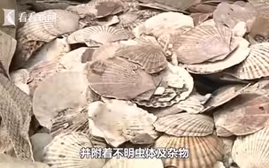 1423余吨“扇贝壳”散发异味 一查都是洋垃圾！