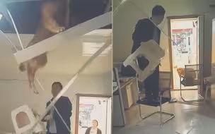 金毛追老鼠把邻居家吊顶压塌 网友调侃：狗拿耗子多管闲事！