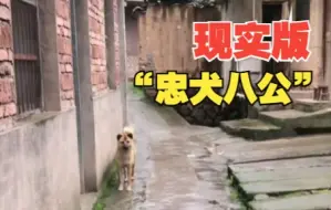 主人去世后狗狗从城里偷偷跑回来 网友：现实版“忠犬八公”