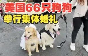 可可爱爱！美国伊利诺伊州：66对狗狗举行“集体婚礼”