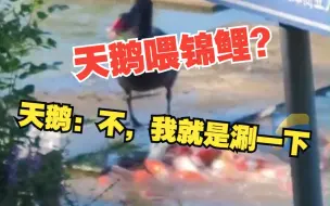 天鹅河边吃草被锦鲤团团围住
