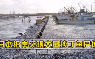 日本再度陷入恐慌！北海道沿岸突现大量沙丁鱼尸体，绵延10公里