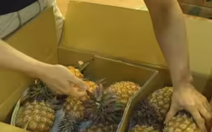 “菠萝风波”与“农林22条”是胡萝卜加大棒？学者：想太多