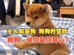 主人叫臭狗，狗子秒变脸。主人好话说尽狗子不买账，狗狗：说你臭你开心？