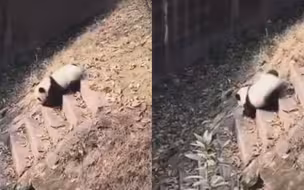知道熊猫为什么是珍稀动物了吧