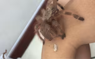 她在我手上拉屎啊啊啊啊啊啊啊啊啊啊