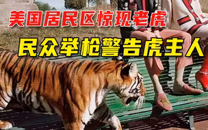 美国居民区惊现老虎：不仅大摇大摆闲逛，还跟着警察过马路