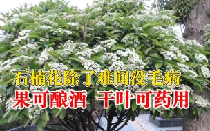 石楠花除了难闻没毛病：果可酿酒，干叶可药用
