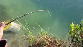 鱼有点大，桶显得小了