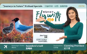 候鸟的旅行：辽河口爱冒险的黑嘴鸥宝宝和碱蓬草有个约会