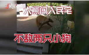 一头大熊闯入民宅，被两只小猎狗凶出门外
