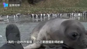 小海豹海边撒娇现场！眼睛巨大超级呆萌 哼哼唧唧好像一只小狗子