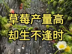 草莓产量高却生不逢时