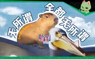 遁入“豚门”全过程 水豚到底是怎么成为网红的？