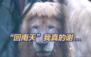 从威猛到呆萌只需一个发型 百变发型狮又上新！