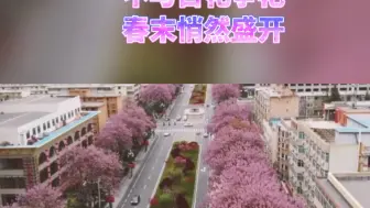 兰州西固这条梧桐大道，真美