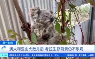 澳大利亚山火数月后 考拉生存前景仍不乐观