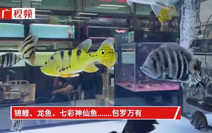 寻回童年记忆！得闲来芳村花鸟鱼虫新世界看鱼