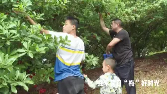 来这里，共享初夏“梅”好时光