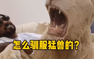 中东土豪是怎么把猛兽养的这么服服贴贴