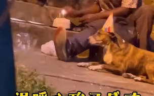 温暖心酸又感动！流浪汉在深夜街边为两只狗狗庆生