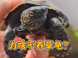 为什么大家不养草龟？