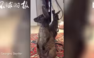 小袋鼠放屁之后拼命扇风...被自己臭到了233333